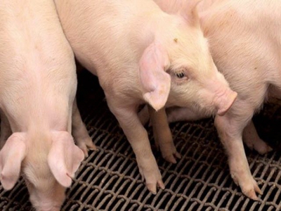 Tips offered for feeding fumonisin-infected corn to swine