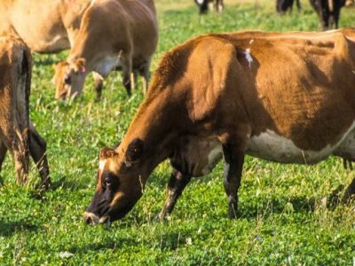 Industry wants origin of organic livestock rule finalized
