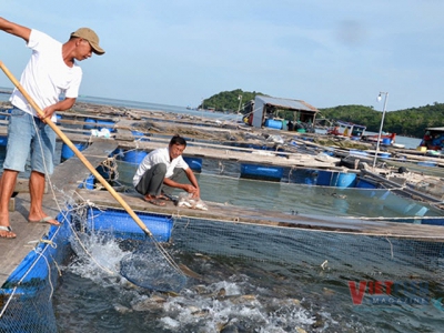 Kiên Giangs marine aquaculture aims to reach one billion USD