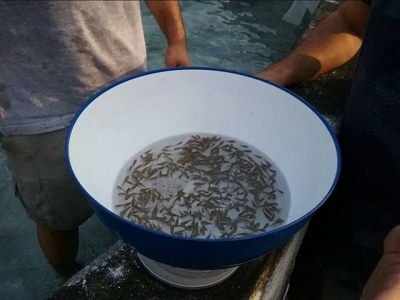 Nghiên cứu mới cho thấy sự lây truyền dọc của virut cá rô phi hồ
