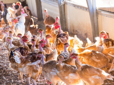 Precision nutrition boosts environmental sustainability of poultry production