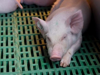 Is U.S. pork industry ready for African swine fever?