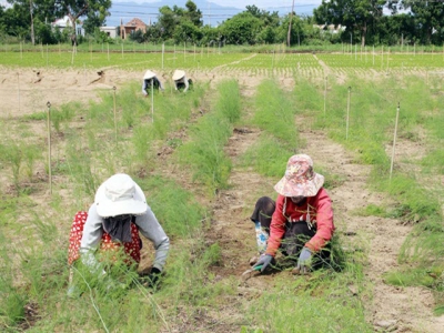 Ninh Thuận Province brings companies, farm co-operatives together