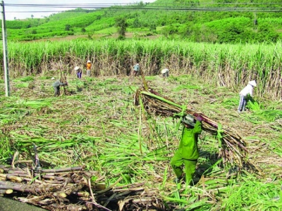 Vietnamese sugar: Unsuccessful in 2019, worried about 2020