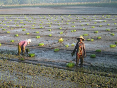 Farmers speed up rice cultivation to avoid saltwater intrusion, drought