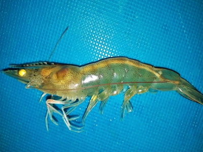 White Feces Syndrome in shrimp: Predictor of EHP?