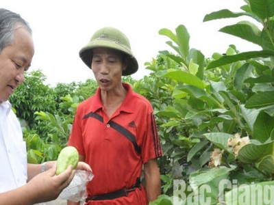 Tan Yen applies science and technology in fruit tree planting to improve productivity