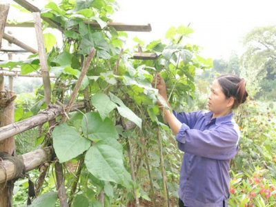 Developing Dong Suong organic vegetable brand