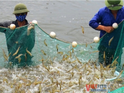 Quảng Ninh builds a sustainable black tiger shrimp model