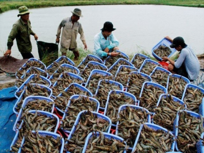 Shrimp exports to EU surge