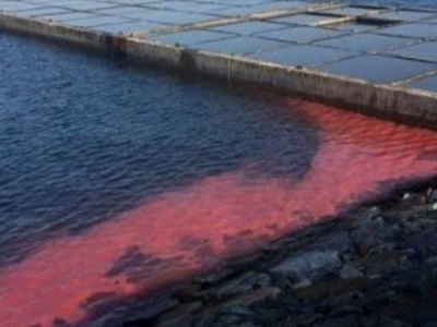 Phát triển phương pháp cảnh báo sớm tảo độc nở hoa