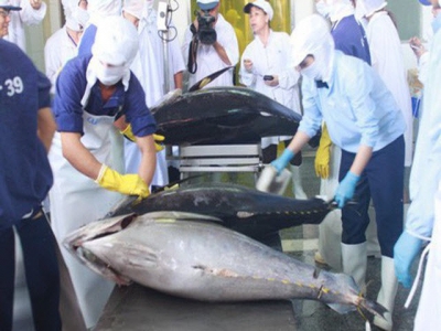 Vietnamese tuna exports to several markets bounce back vigorously