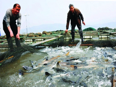 Phân tích chuỗi giá trị ngành thức ăn thủy sản ở Ai Cập