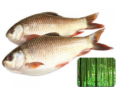 Ethanol từ cây tre giúp cá chống lại mầm bệnh
