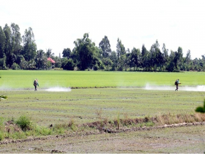 Countrys largest rice producing province expands advanced farming models