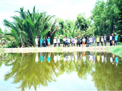 Mekong Delta expands rice-shrimp farming model