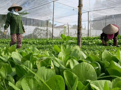 Market still opens for organic agricultural exports