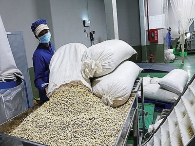 Vietnams cashew industry expects to get a higher position in the global cashew value chain