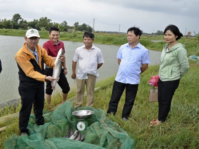 Nuôi cá leo trong ao đất