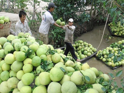 Chile opens door for Việt Nams pomelo