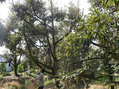 Durian farmers incomes rise after improving quality, yield