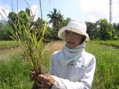 Dự báo dịch bệnh cây trồng vụ ĐX miền Trung - Tây Nguyên