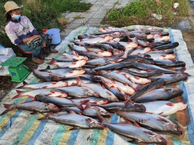 Tra fish famers, exports hit hard by Covid-19 pandemic