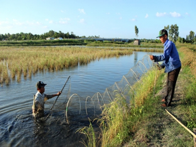 Cà Mau expands cultivation of giant river prawns, rice in same rice fields