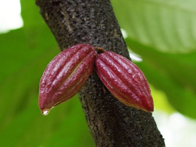 Chống stress sốc nhiệt cho tôm bằng pectin từ vỏ quả cacao