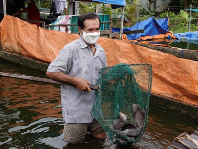 Nuôi cá tai tượng trong bể bạt, thu lãi trăm triệu mỗi năm