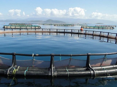Farming cobia in HDPE round cages in small-scale