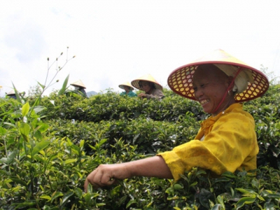 Developing organic farming in Cao Bang Provinces Phja Den Mountain