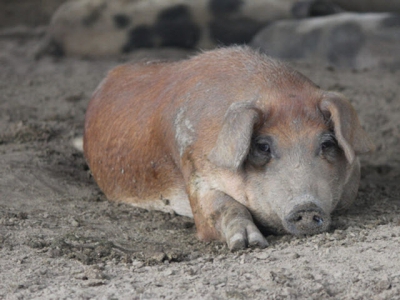 Bài học kinh nghiệm sau 4 năm dịch tả lợn châu Phi bùng phát tại Trung Quốc