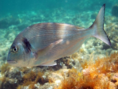 Một loại nấm men mới tăng khả năng miễn dịch mạnh mẽ trên cá