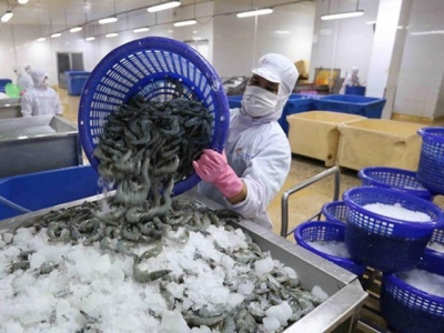 Shrimp farming gradually recovers in the Mekong Delta, exports remain robust