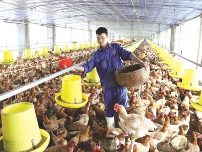 Hà Nộis agricultural production and supply continues despite pandemic restrictions