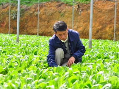 Flower and vegetable production in Da Lat gear up for year-end demand