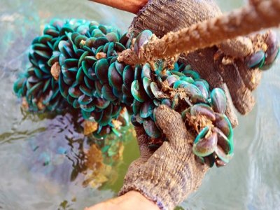 Vẹm xanh - Gia tài bạc tỷ mẹ thiên nhiên ban tặng bãi bồi ven biển