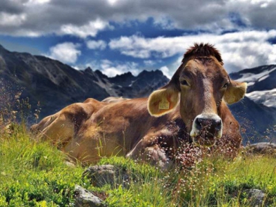 Connecticuts largest dairy farm taps into energy markets with a plentiful supply of cow