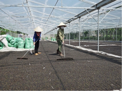 To get 1 ton of coffee and pepper, what have the plants taken away from soil?