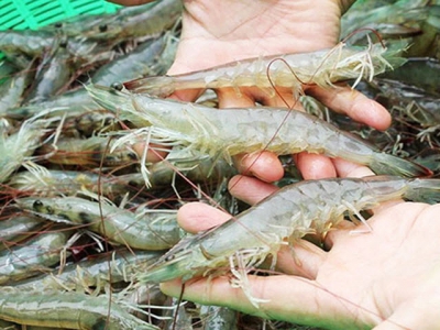 Bạc Liêu - Prices of shrimp material rise, farmers are eager to stock