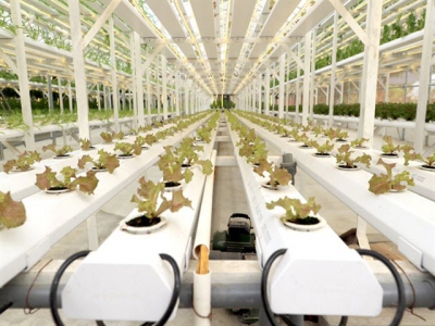 Hà Nội aims to develop smart agriculture