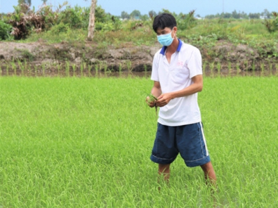 Elevating rice and mango value chains in six Mekong Delta provinces