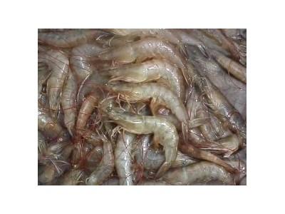 Kỹ Thuật Nuôi Tôm Chân Trắng Nguyên Chủng
