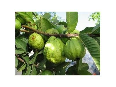 Kỹ Thuật Trồng Ổi