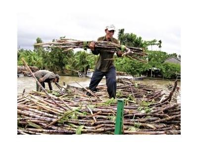 Thị Trường Ế Ẩm, Nhà Máy Đường Chịu Lỗ