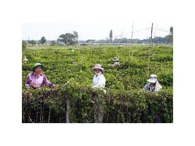 Trồng Thiên Lý Lãi To