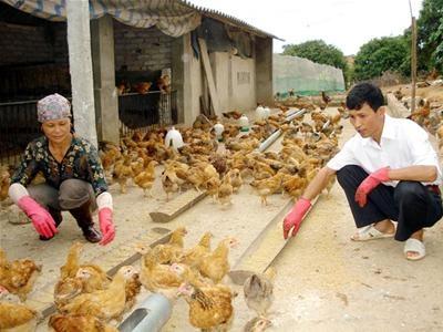 Giá Gà Thả Vườn Tăng Vào Ngày Mùng 3 Tết
