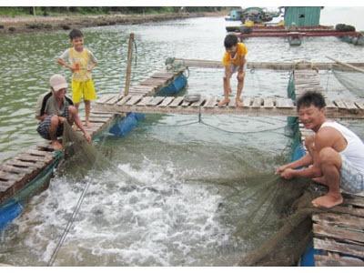 Thoát Nghèo Nhờ Nuôi Cá Lồng Trên Sông Ở Quảng Thọ (Thừa Thiên Huế)