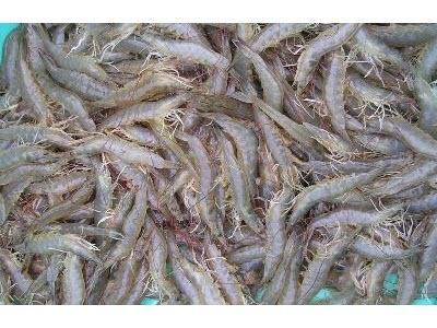 Cần Lập Khu Công Nghiệp Chuyên Nuôi Tôm